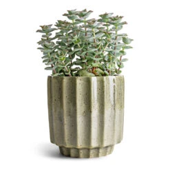 Lugano Scalloped Plant Pot - Green -Plant Supplies Sale Crassula perforata String Of Buttons 10.5x20cm Lugano Scalloped Plant Pot Green 13x13cm ef705ae0 13cf 444e a3be b20cb71eced5
