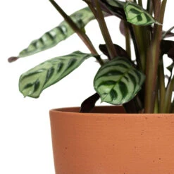 Coral Refined Planter - Canyon Orange -Plant Supplies Sale Ctenanthe burle marxii Amabilis Never Never Plant Coral Refined Planter Canyon Orange Close Up