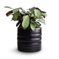 Hadleigh Plant Pot - Charcoal 19 Hadleigh Plant Pot - Charcoal -Plant Supplies Sale Ctenanthe burle marxii Amagris Never Never Plant 12x30cm Hadleigh Plant Pot Charcoal 14x13cm 4080c6d9 232d 4d81 b946 d67e32a49a4d