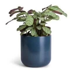 Ctenanthe Burle Marxii Amagris - Never Never Plant -Plant Supplies Sale Ctenanthe burle marxii Amagris Never Never Plant 12x30cm Lisbon Plant Pot Navy 15x15cm