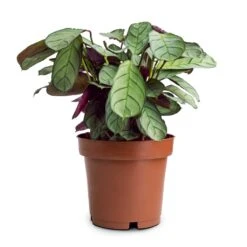 Ctenanthe Burle Marxii Amagris - Never Never Plant -Plant Supplies Sale Ctenanthe burle marxii Amagris Never Never Plant 12x30cm 85b77995 4b7a 4860 a035 3ce98aeade22