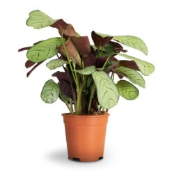 Ctenanthe Burle Marxii Amagris - Never Never Plant -Plant Supplies Sale Ctenanthe burle marxii Amagris Never Never Plant 14x30cm