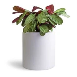 Ctenanthe Burle Marxii Amagris - Never Never Plant -Plant Supplies Sale Ctenanthe burle marxii Amagris Never Never Plant 14x30cm Puk Planter Matt White 20x20cm