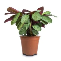 Ctenanthe Burle Marxii Amagris - Never Never Plant -Plant Supplies Sale Ctenanthe burle marxii Amagris Never Never Plant 14x30cm2 38dd4a47 1ba6 4b9e bf05 a8694421b9c8