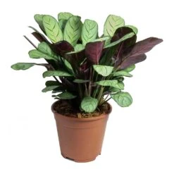 Ctenanthe Burle Marxii Amagris - Never Never Plant -Plant Supplies Sale Ctenanthe burle marxii Amagris Never Never Plant
