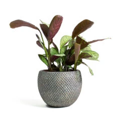 Ctenanthe Burle Marxii Amagris - Never Never Plant -Plant Supplies Sale Ctenanthe burle marxii Amagris Never Never Plant Fay Plant Pot Blue Gold c3e66500 e5f1 45aa baff aef32669b7d2