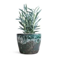 Curio Ficoides Mount Everest - Skyscraper Senecio -Plant Supplies Sale Curio ficoides Mount Everest Skyscraper Senecio 12x20cm Lava Couple Straight Relic Planter Jade 19x13cm