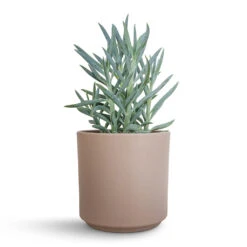 Curio Ficoides Mount Everest - Skyscraper Senecio -Plant Supplies Sale Curio ficoides Mount Everest Skyscraper Senecio 12x20cm Prague Plant Pot Taupe 13x13cm 2 0d0d5314 e489 4273 8776 813f0877e5de