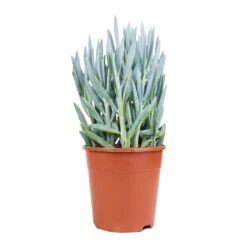 Curio Ficoides Mount Everest - Skyscraper Senecio -Plant Supplies Sale Curio ficoides Mount Everest Skyscraper Senecio 14x35cm