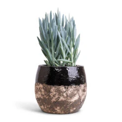 Curio Ficoides Mount Everest - Skyscraper Senecio -Plant Supplies Sale Curio ficoides Mount Everest Skyscraper Senecio 14x35cm Lindy Plant Pot Black 19x16cm