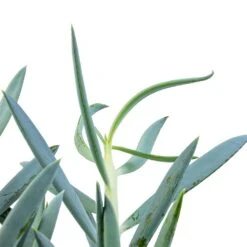 Curio Ficoides Mount Everest - Skyscraper Senecio -Plant Supplies Sale Curio ficoides Mount Everest Skyscraper Senecio SWATCH 2