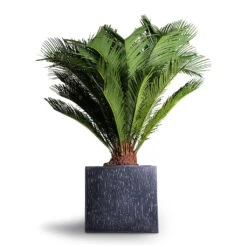 Raindrop Cube Planter - Anthracite -Plant Supplies Sale Cyas Revoluta Sago Palm 27x90cm Raindrop Cube Planter Anthracite 30x30x27cm