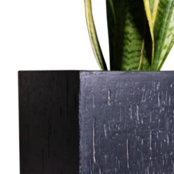 Raindrop Cube Planter - Anthracite -Plant Supplies Sale Cyas Revoluta Sago Palm 27x90cm Raindrop Cube Planter Anthracite 30x30x27cm Close