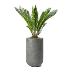 Cody Plant Vase - Ridged Dark Grey -Plant Supplies Sale Cycas revoluta Sago Palm Cody Plant Vase Ridged Cement 47904c26 14f0 4d16 850b 8f63823a40a6