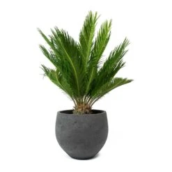 Mini Orb Kevan Plant Pot - Black Washed -Plant Supplies Sale Cycas revoluta Sago Palm Mini Orb Kevan Plant Pot Black Washed bd11d392 c1ba 4424 89d1 2dd7b512b96b