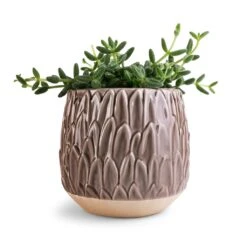 Arles Leaf Plant Pot - Mocha -Plant Supplies Sale Delosperma echinatum Pickle Plant 12x20cm Arles Leaf Plant Pot Mocha 17x17cm ea600853 148c 4596 9421 cb6c78a23702