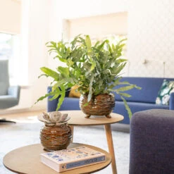 Dewi Plant Pot - Marrakesh 22 Dewi Plant Pot - Marrakesh -Plant Supplies Sale Dewi Plant Pot Marrakesh Lifestyle 01