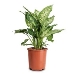 Dieffenbachia Compacta - Dumb Cane -Plant Supplies Sale Dieffenbachia Compacta Dumb Cane 17x60cm