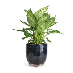Dieffenbachia Compacta - Dumb Cane -Plant Supplies Sale Dieffenbachia Compacta Dumb Cane 17x60cm Kaat Plant Pot Petrol 20x20cm