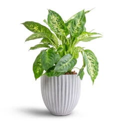 Lagos Plant Pot - Cement -Plant Supplies Sale Dieffenbachia Compacta Dumb Cane 17x60cm Lagos Plant Pot Cement 20x20cm 60d9887c 8952 48bc a72c ffee46e46d3a
