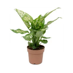 Dieffenbachia Compacta - Dumb Cane -Plant Supplies Sale Dieffenbachia Compacta Dumb Cane