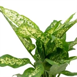 Dieffenbachia Compacta - Dumb Cane -Plant Supplies Sale Dieffenbachia Compacta Dumb Cane Leaves