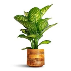 Helle Plant Pot - Natural -Plant Supplies Sale Dieffenbachia Maroba Dumb Cane 30x80cm Helle Plant Pot Natural 23x21cm 28ff0ce3 afa9 41b8 af91 205fc349d088