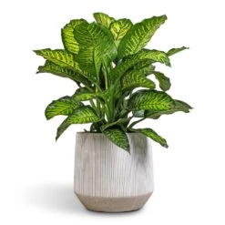 Harith Plant Pot - Ridged White Stripe -Plant Supplies Sale Dieffenbachia Maroba Dumb Cane 30x80cm 689a614d d749 4b5d 8ed2 5bdc66b0eb0f