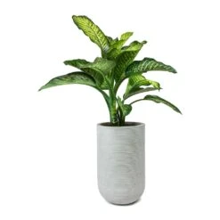 Cody Plant Vase - Ridged Cement -Plant Supplies Sale Dieffenbachia Maroba Dumb Cane Cody Plant Vase Ridged Cement f079971e 6f8b 4d5b a33a 590bcb89894d