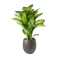 Grigio Balloon Plant Pot - Rusty Iron Concrete 10 Grigio Balloon Plant Pot - Rusty Iron Concrete -Plant Supplies Sale Dieffenbachia Maroba Dumb Cane Rusty Iron Concrete Balloon Planter ffc4d15d fe39 46ea ad14 9c84725935b5