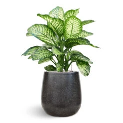 Terrazzo Balloon Planter - Black -Plant Supplies Sale Dieffenbachia Terrazo Balloon Black
