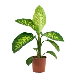 Dieffenbachia Seguine Tropic Snow - Dumb Cane -Plant Supplies Sale Dieffenbachia seguine Tropic Snow Dumb Cane 17cm