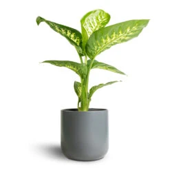 Dieffenbachia Seguine Tropic Snow - Dumb Cane -Plant Supplies Sale Dieffenbachia seguine Tropic Snow Dumb Cane 17x60cm Lisbon Plant Pot Charcoal 19x19cm