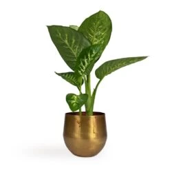 Dieffenbachia Seguine Tropic Snow - Dumb Cane -Plant Supplies Sale Dieffenbachia seguine Tropic Snow Dumb Cane 17x75cm Ayka Metal Plant Pots Set4 Old Camel
