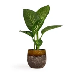 Dieffenbachia Seguine Tropic Snow - Dumb Cane -Plant Supplies Sale Dieffenbachia seguine Tropic Snow Dumb Cane 17x75cm Lindy Plant Pot Ochre 23x20cm