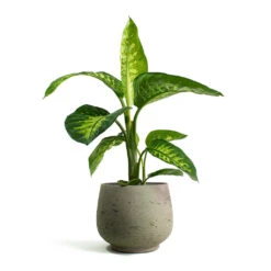 Dieffenbachia Seguine Tropic Snow - Dumb Cane -Plant Supplies Sale Dieffenbachia seguine Tropic Snow Dumb Cane Mini Pixie Plant Pot Grey Washed