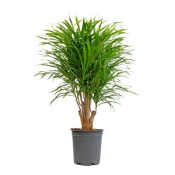 Dracaena Reflexa Anita - Branched -Plant Supplies Sale Dracaena Anita Branched 21x80cm