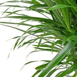 Dracaena Reflexa Anita - Branched -Plant Supplies Sale Dracaena Anita Branched SWATCH 3