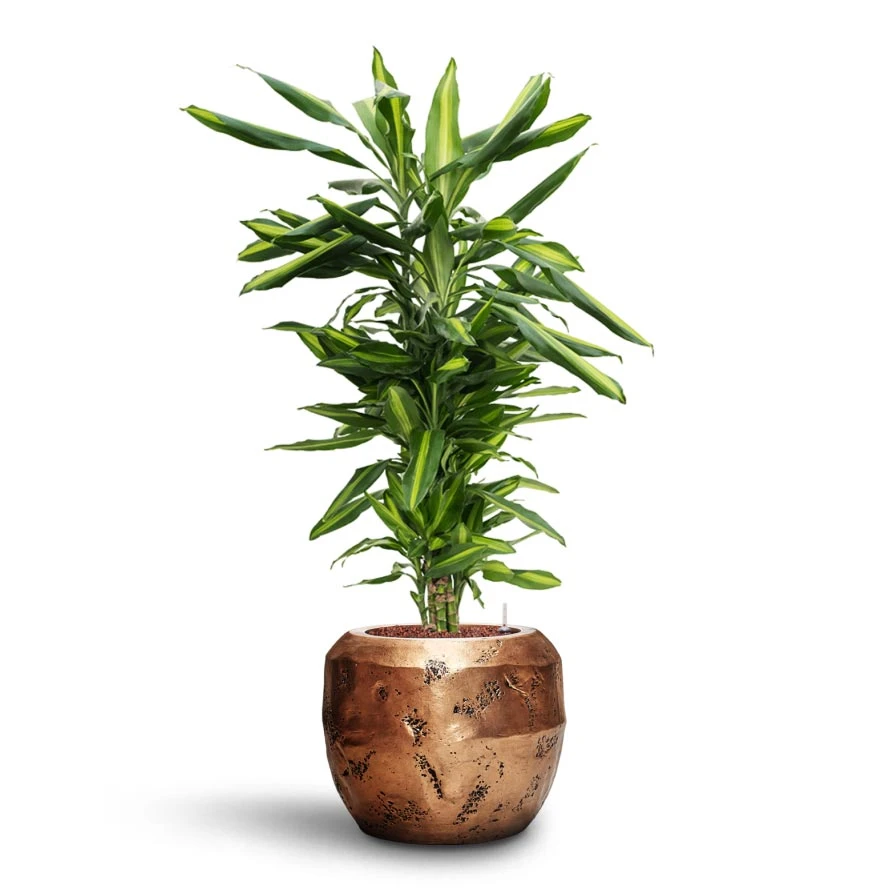 Dracaena Cintho - Branched - HydroCare 6 Dracaena Cintho - Branched - HydroCare - Image 6