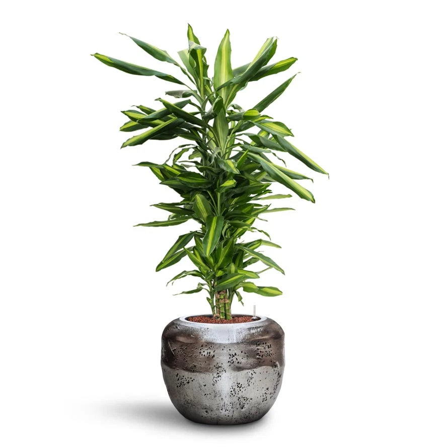 Dracaena Cintho - Branched - HydroCare 12 Dracaena Cintho - Branched - HydroCare - Image 12