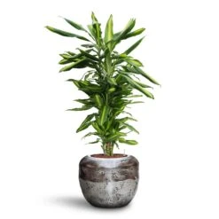 Opus Raw Couple Planter - Silver -Plant Supplies Sale Dracaena Cintho Branched HydroCare Opus Raw Couple Planter Silver 4fc2dc12 535a 4f20 a993 a855ae4d0448