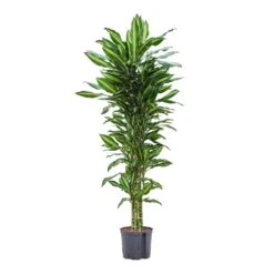 Dracaena Cintho - Branched - HydroCare 16 Dracaena Cintho - Branched - HydroCare -Plant Supplies Sale Dracaena Cintho Branched Hydroculture 22 19x150cm