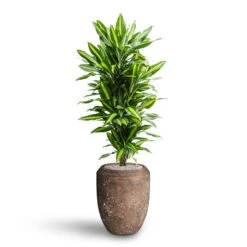 Polystone Coated Plain Coppa Planter - Rock -Plant Supplies Sale Dracaena Cintho Branched Hydroculture Polystone Coated Plain Coppa Planter Rock
