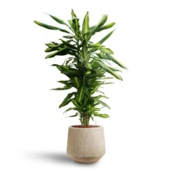 Raindrop Tube Round Planter - Stone -Plant Supplies Sale Dracaena Cintho Branched Hydroculture Raindrop Tube Round Planter Stone c8370cb2 8fb9 4613 9d17 036d69c18734