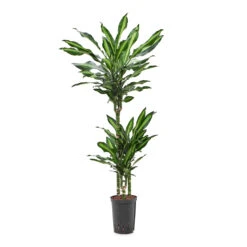 Dracaena Cintho - Multi Stem - HydroCare 25 Dracaena Cintho - Multi Stem - HydroCare -Plant Supplies Sale Dracaena Cintho Multi Stem HydroCare 15 19x100cm