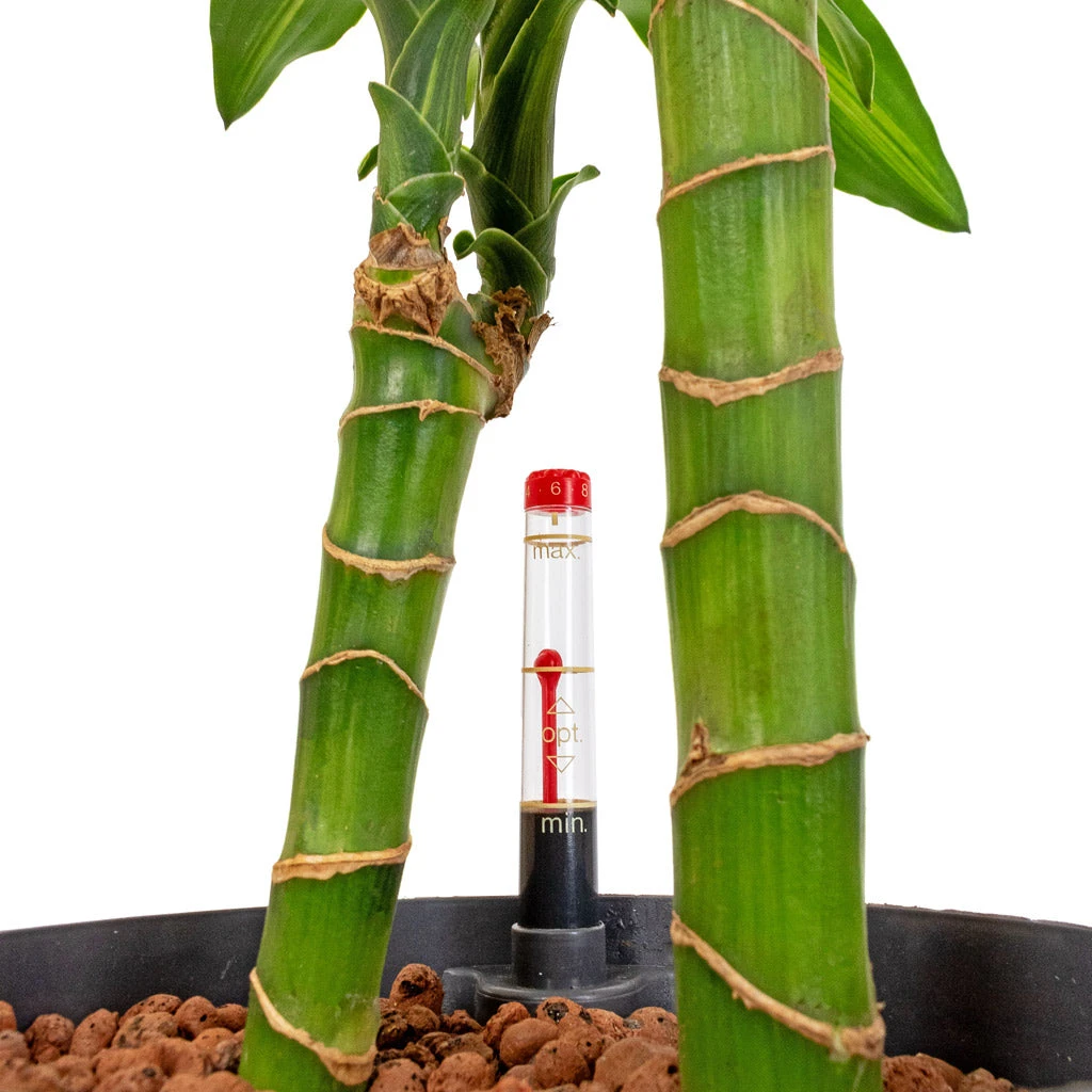 Dracaena Cintho - Multi Stem - HydroCare 2 Dracaena Cintho - Multi Stem - HydroCare - Image 2