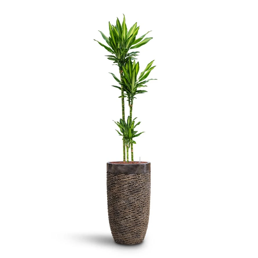 Dracaena Cintho - Multi Stem - HydroCare 8 Dracaena Cintho - Multi Stem - HydroCare - Image 8