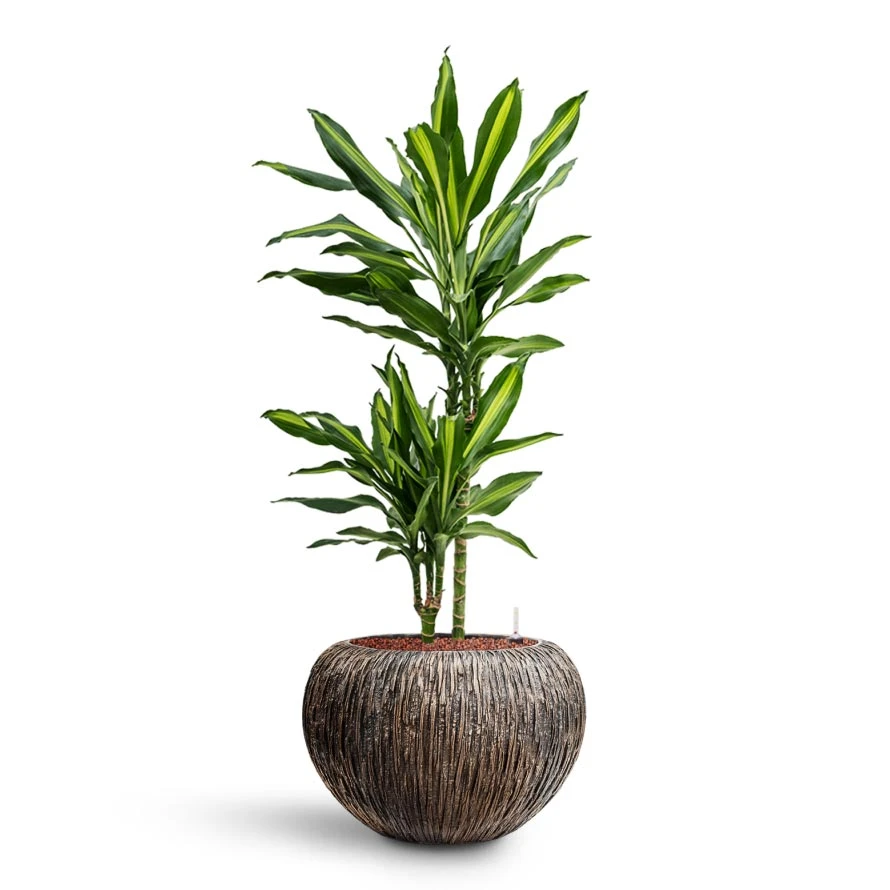 Dracaena Cintho - Multi Stem - HydroCare 4 Dracaena Cintho - Multi Stem - HydroCare - Image 4