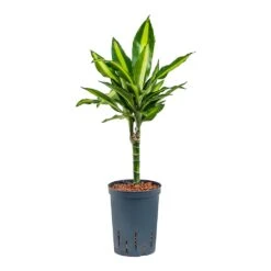 Dracaena Cintho - Multi Stem - HydroCare 17 Dracaena Cintho - Multi Stem - HydroCare -Plant Supplies Sale Dracaena Cintho Multi Stem Hydroculture 15 19x65cm 1stem