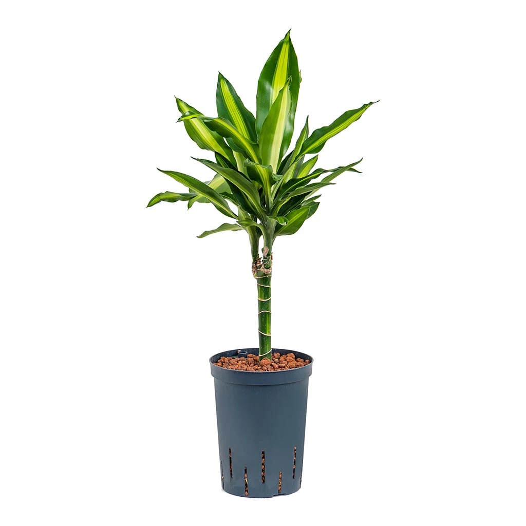 Dracaena Cintho - Multi Stem - HydroCare 5 Dracaena Cintho - Multi Stem - HydroCare - Image 5